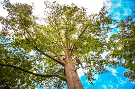  Amherst, WI Tree Services Pros