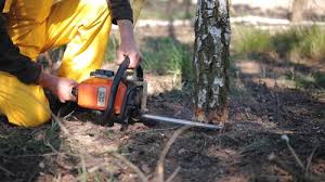 Best Arborist Consultation Services  in Amherst, WI