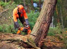 Best Utility Line Clearance  in Amherst, WI