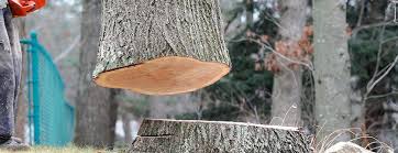 Best Tree Cabling and Bracing  in Amherst, WI