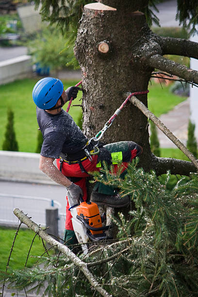 Trusted Amherst, WI Tree Services Experts