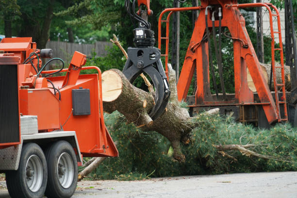 Best Emergency Tree Removal  in Amherst, WI