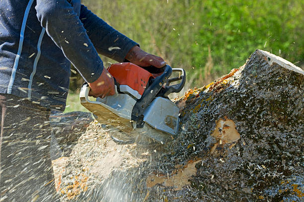 Best Tree Preservation Services  in Amherst, WI